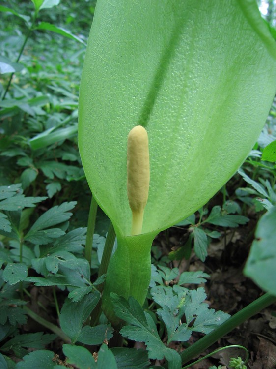Arum italicum